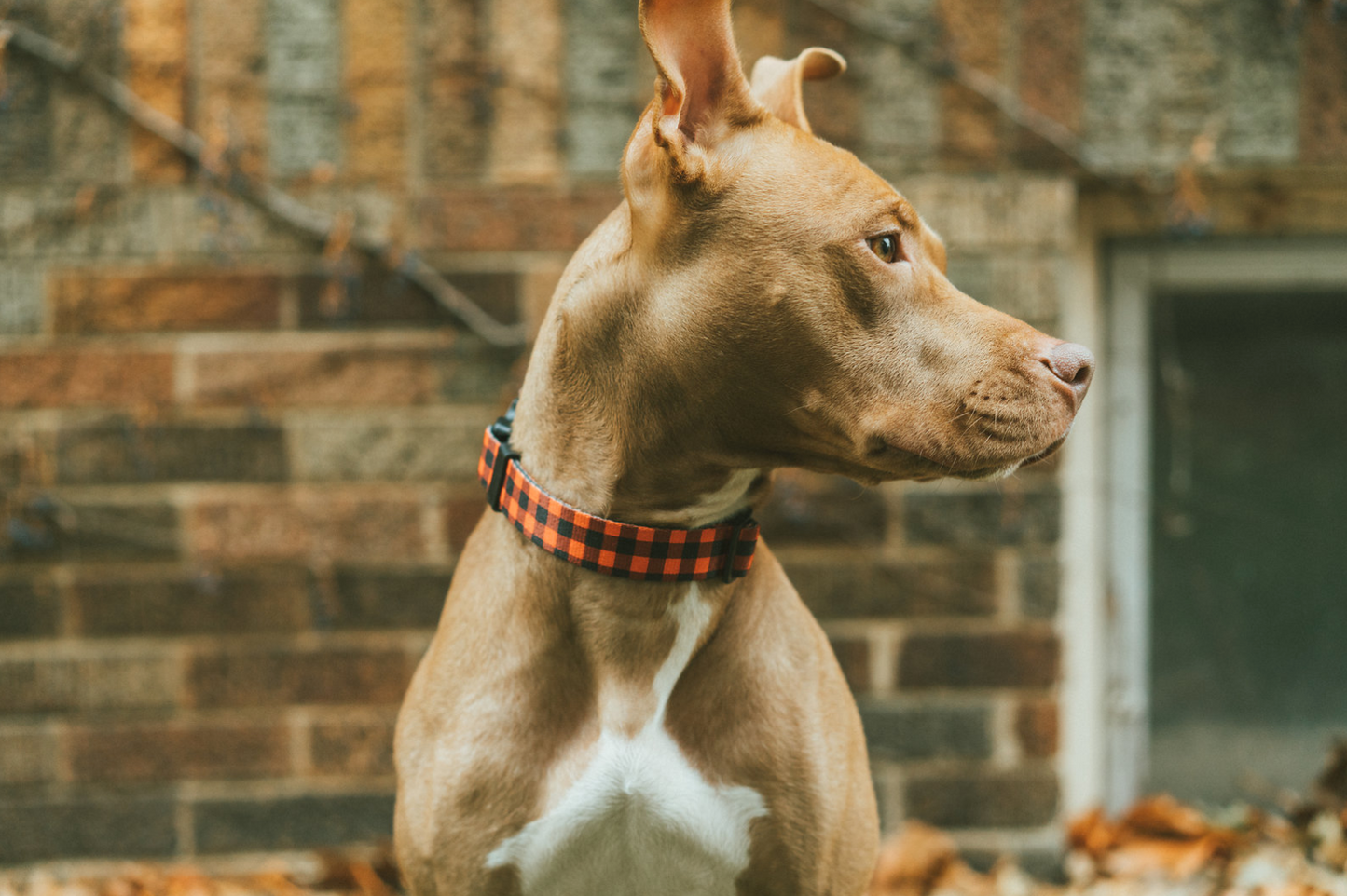 Wander & Co. Plaid Collar